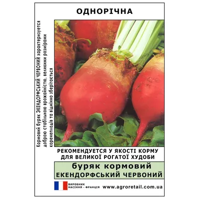 Продам буряк столовий, купити буряк столовий — Agro-Ukraine