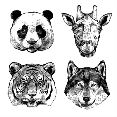 Детские Джунгли Животные Черно-белые, Черно-Белые Рисунки Животных, белый,  лист, лапа png | PNGWing