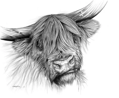 Чернобелые Гравюры Животных И Природы Около 1875 Bull Dog — стоковая  векторная графика и другие изображения на тему Рисунок - произведение  искусства - iStock