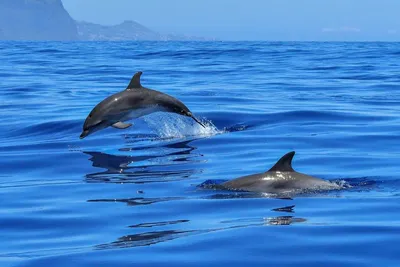 Обои на рабочий стол Дельфины в воде моря, by Wolfgang Zimmel, обои для рабочего  стола, скачать обои, обои бесплатно