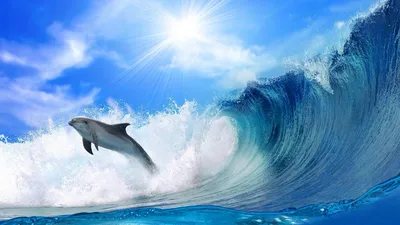 Обои дельфин, волны, свет, прыжок картинки на рабочий стол, фото скачать  бесплатно