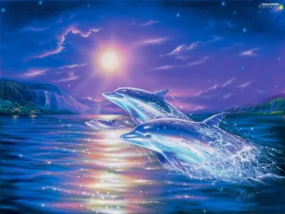 Обои дельфин, рыба, вид сверху, вода, океан картинки на рабочий стол, фото  скачать бесплатно