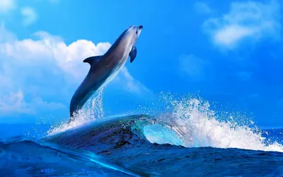 Скачать обои Подводный мир Christian Riese Lassen, дельфины, вечная любовь  на рабочий стол 1024x768