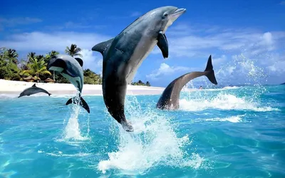 Обои Играющие дельфины, картинки - Обои на рабочий стол Играющие дельфины  картинки из категории: Животные
