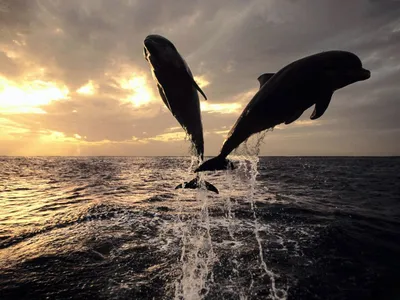 Обои \"Дельфины\" на рабочий стол, скачать бесплатно лучшие картинки Дельфины  на заставку ПК (компьютера) | mob.org