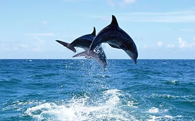 Скачать обои Подводный мир Belinda Leigh, дельфины, семья на рабочий стол  1152x864