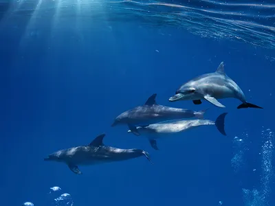Картинки дельфины в море на рабочий стол - подборка