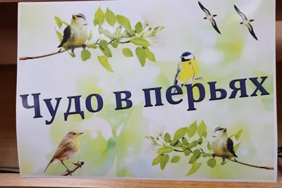 День птиц в начальной школе «Птичий звездный час» | ГБОУ ООШ с. Муранка