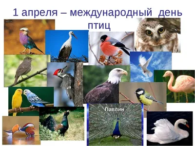 Международный день птиц - 1 апреля - Ошколе.РУ