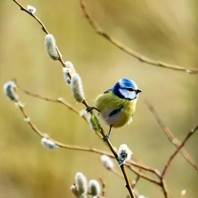 Всемирный день птиц — Заповедник Черные земли — Официальный сайт