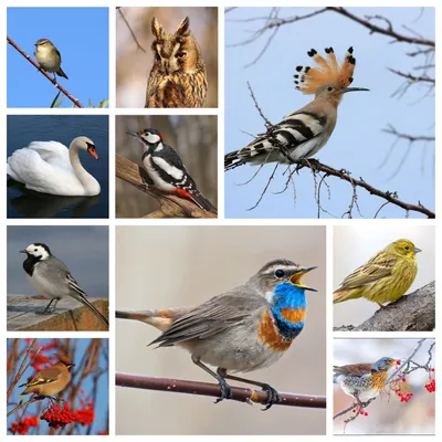 1 апреля - Международный день птиц | Общество лесоводов
