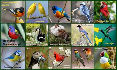 1 апреля – Международный день птиц — Заповедник Черные земли — Официальный  сайт