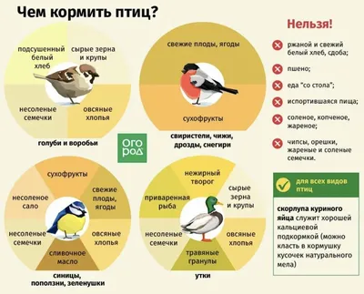 2 апреля в 15:00 — День птиц. — Зеленогорский парк культуры и отдыха