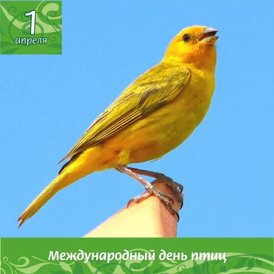 Сегодня отмечается Международный день птиц | Новости Саратова и области —  Информационное агентство \"Взгляд-инфо\"