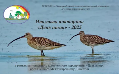 Ежегодный праздник Международный день птиц отмечается 1 апреля - Лента  новостей Бердянска