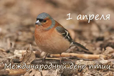 1 апреля - Международный день птиц! - Официальный сайт ГБУ СОДО \"ОЦЭКИТ\"