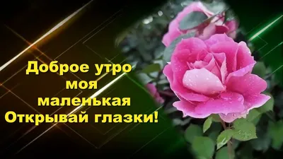скачать видео поздравление с добрым утром внученька｜Поиск в TikTok