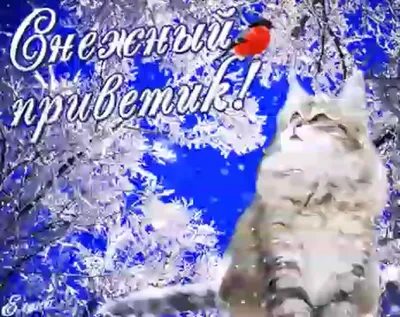 Пусть в последний день зимы случится что-нибудь приятное — Бесплатные  открытки и анимация | Веселые картинки, Зима, Сумасшедшие кошки