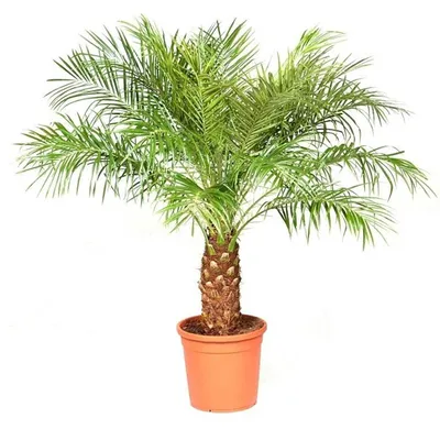 Растение искусственное Inbloom \"Финиковая пальма\" купить с выгодой в  Галамарт