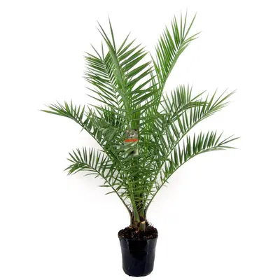 Финиковая пальма Продаю Финиковую пальму. Высота примерно | Комнатные  растения в Омске – БесплатныеОбъявления.рф