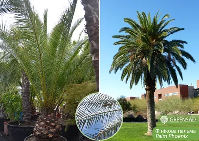 Phoenix DACTYLIFERA (Финиковая пальма): купить 2 семени c доставкой почтой  🌸 Адениум дома