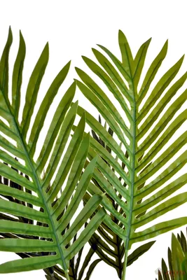 Финиковая пальма искусственная H180 D15 см (арт. 8EE417382) - купить за 24  375 ₽ в интернет-магазине Гарден Гров