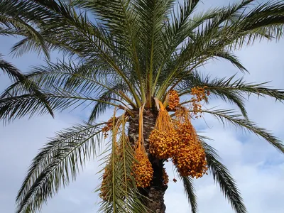 Финиковая пальма Канарских островов Стоковое Фото - изображение  насчитывающей вертикально, рост: 37918062