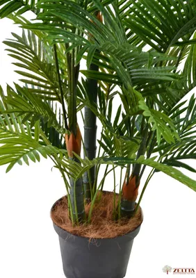 Финиковая пальма Бамбук Shop Пальма - купить по выгодным ценам в  интернет-магазине OZON (762603442)