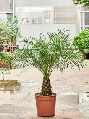 Финиковая пальма. Можно ли вырастить в нашем климате? | Мой сад | Дзен