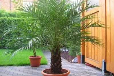 Листья финиковой пальмы – букет из 3 шт. + упаковка - OBJECTS