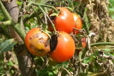 🌻🐛🍅Как бороться с фитофторой на картофеле и помидорах. Чем обработать от  мучнистой росы и фитофторы