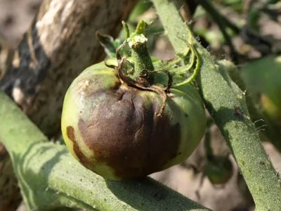 Дачники рассказали, какое самое эффективное средство от фитофторы на  помидорах — УНИАН