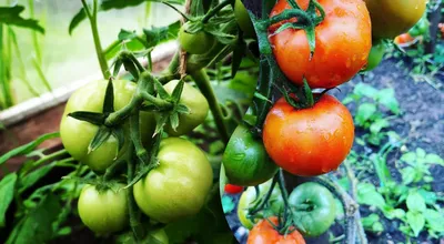Борьба с фитофторой и вершинной гнилью на томатах