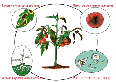 Фитофтора: как спасти пасленовые от фитофтороза – томаты, перец, баклажаны