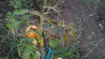 симптомы Mgggildiou Tomato фитофтора Стоковое Изображение - изображение  насчитывающей конденсация, плесени: 232187951