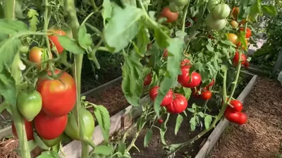 netfermer #netfermer_статья #овощи #томаты #помидоры #фитофтора #огород |  Instagram