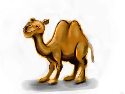 Верблюд - Животные - Раскраски антистресс