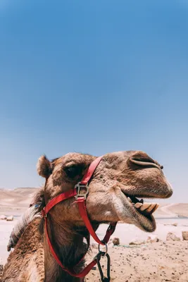 милый верблюд идет в пустыню, книжка-раскраску Иллюстрация вектора -  иллюстрации насчитывающей гулять, шарж: 131224642