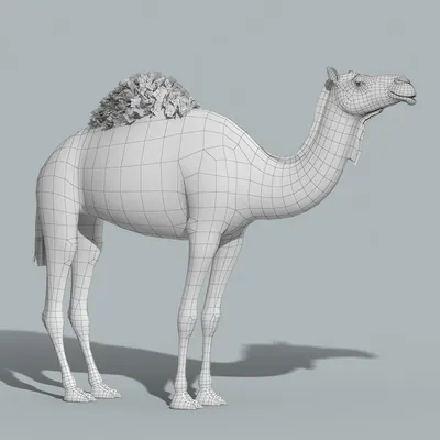 Верблюд иллюстрация диких животных | Премиум векторы