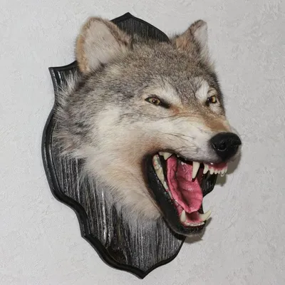 Голова волка | Чучело, Волк, Стена