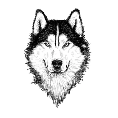 Голова волка PNG , клипарт черно белый, Рисование линий, Голова волка PNG  PNG картинки и пнг PSD рисунок для бесплатной загрузки