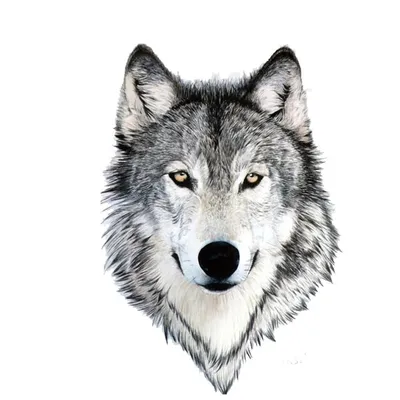 Голова волка Внешний рисунок Иллюстрация вектора - иллюстрации  насчитывающей ангстрома, график: 162968180