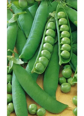 Горох овощной Вега из каталога Семена овощей – купить с доставкой по Москве  и России в Onlinesemena