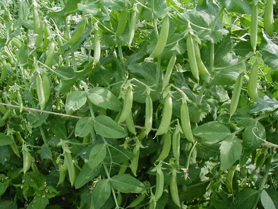 Горох Импульс - сорт зеленого гороха, описание, отзывы, купить семена |  Агроэксперт-Трейд