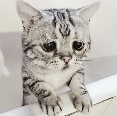 Самый грустный котенок в мире: 25 июля 2014, 04:47 - новости на  Tengrinews.kz