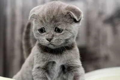 Purrmanently Sad Cat, или Мурманентно грустный котёнок (9 фото) |  Purrmanently Sad Cat, sad or Armamento kitten (9 photos) | healthcare911