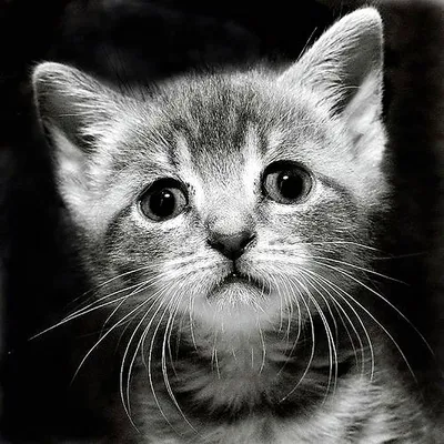 Грустный кот — Фото №1402080