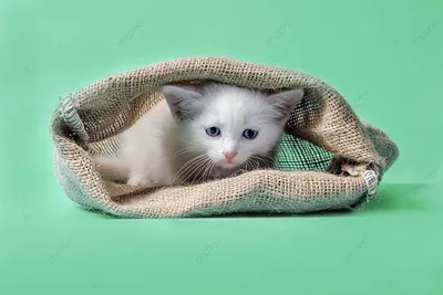 Фотообои Грустный котенок», (арт. 4809) - купить в интернет-магазине  Chameleon