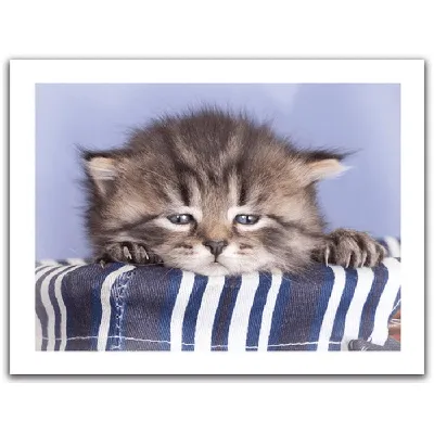 Грустный кот Миша | Настроение: «самый грустный кот» Миша. В десятках  роликов он печально смотрит вдаль под меланхоличную музыку, пока в  комментариях его называют... | By TJ | Facebook