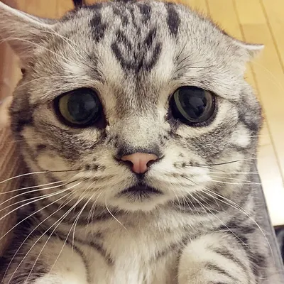 Грустный котенок плачет выбросили на…» — создано в Шедевруме